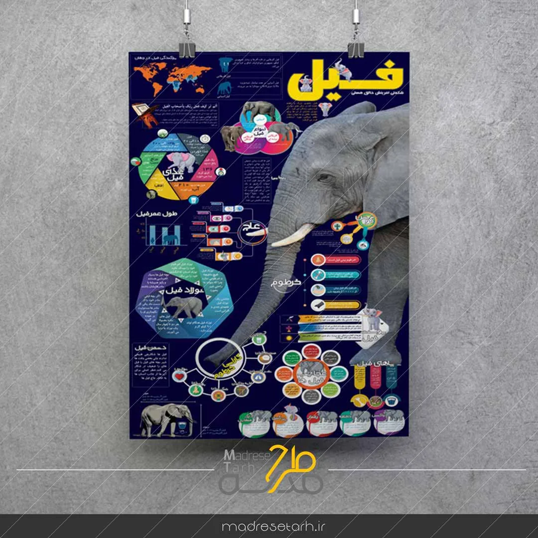 اینفوگرافیک فیل